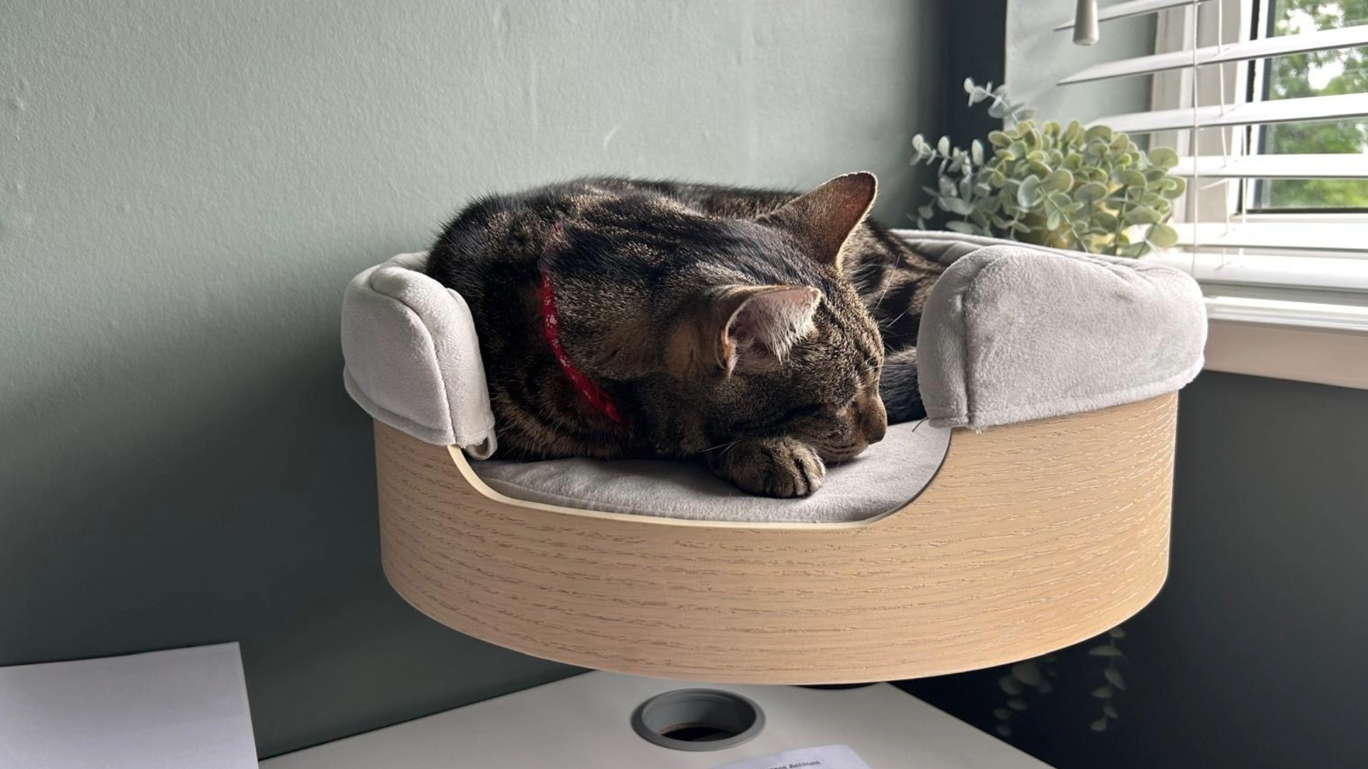 Megan's cat Chilli lying down in a ball in the Desk Nest