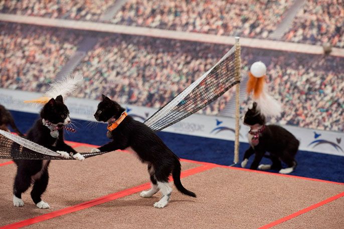 KittenSummerGames_01496_842.jpg