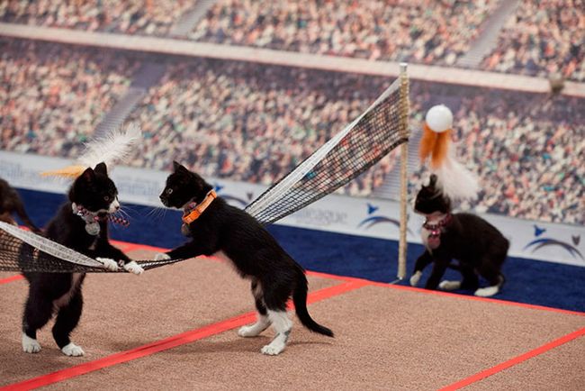 KittenSummerGames_01496_842.jpg