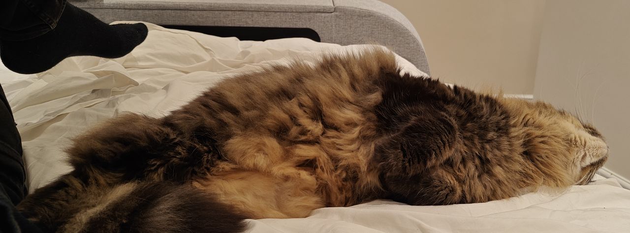 A photo taken on the OnePlus 11