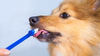 Dog having teeth cleaned with blue toothbrush