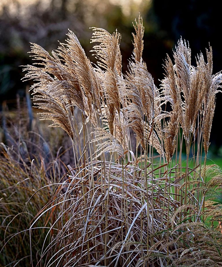 When to cut back ornamental grasses to keep your garden tidy Homes