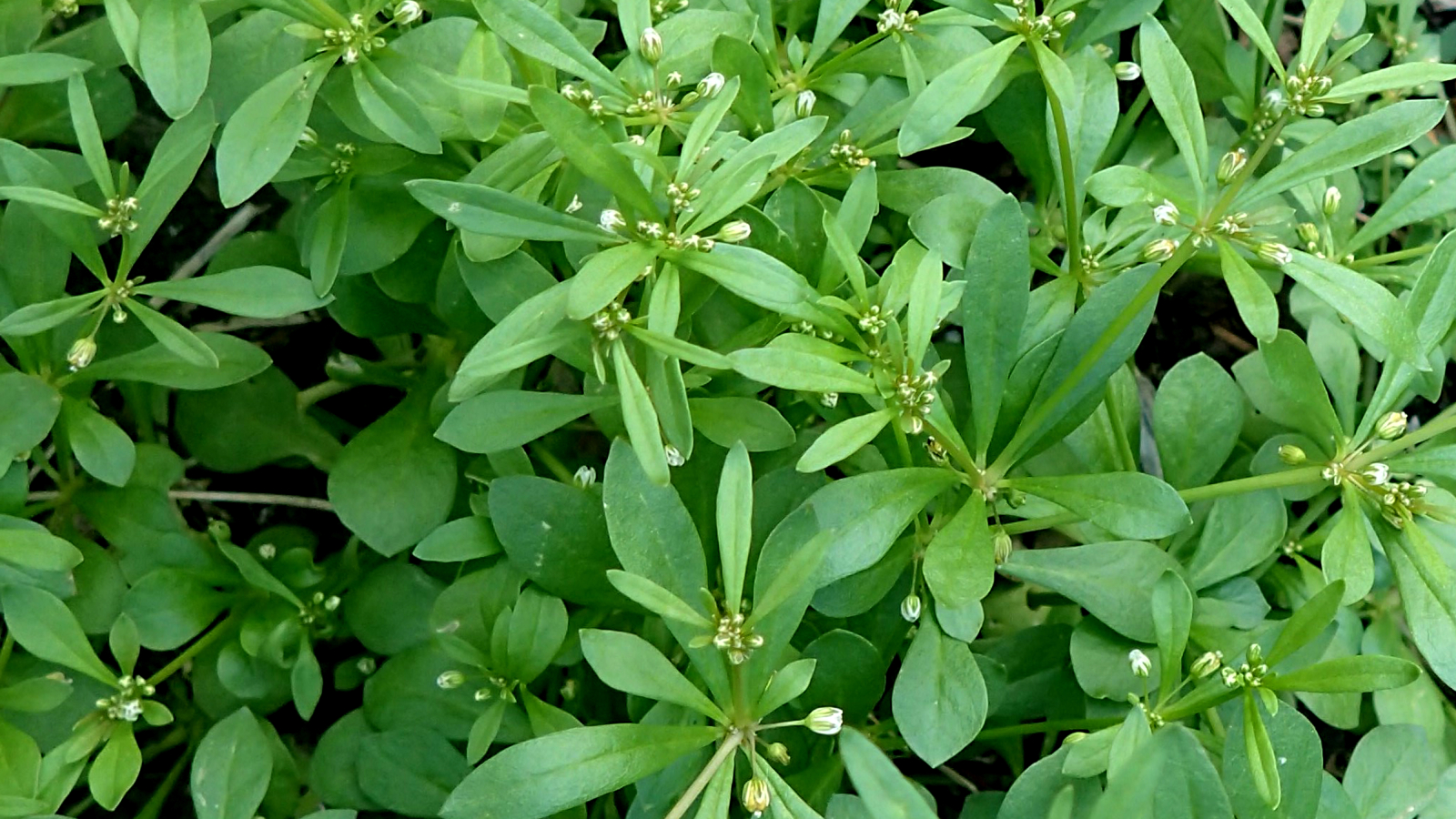 Green weed with tiny white flowers