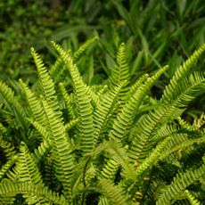 A polypodium fern growing outdoors