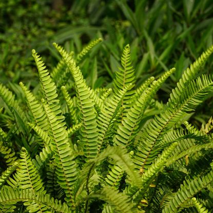 A polypodium fern growing outdoors