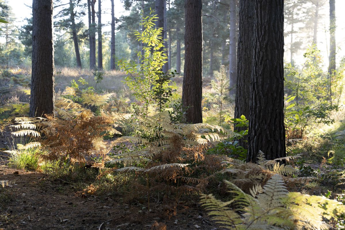 Nikon Z 24-70mm f/2.8 S II sample gallery: woodland at golden hour