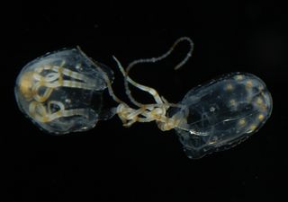 a pair of jellyfish mating.