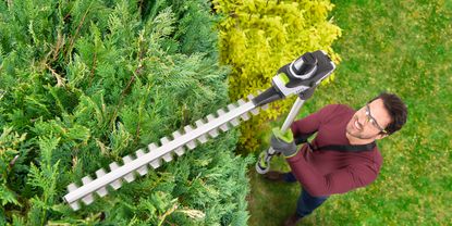 Gtech HT50 cordless hedge trimmer cutting top of hedge