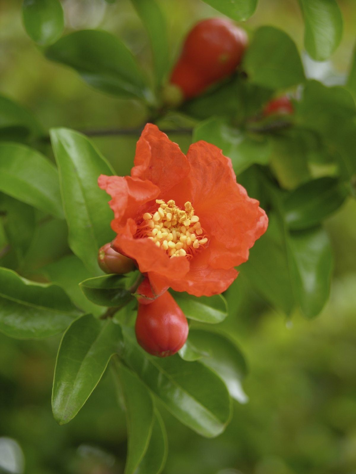 Flower On Pomegranate Tree