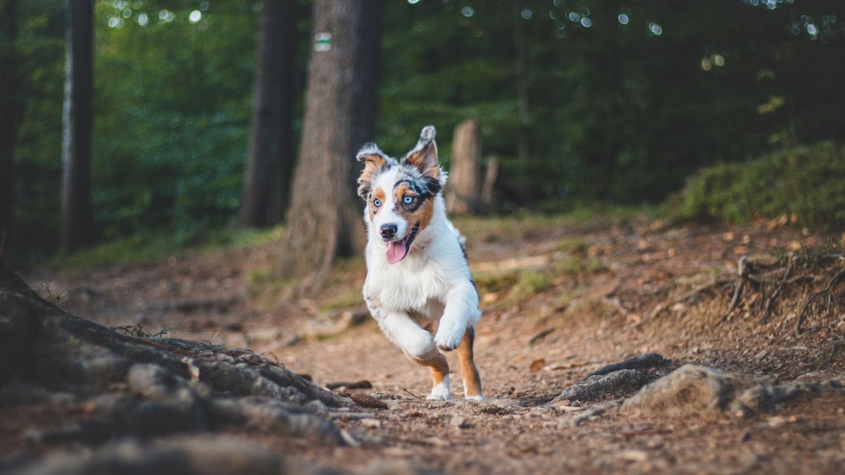 Australian Shepherd dog running