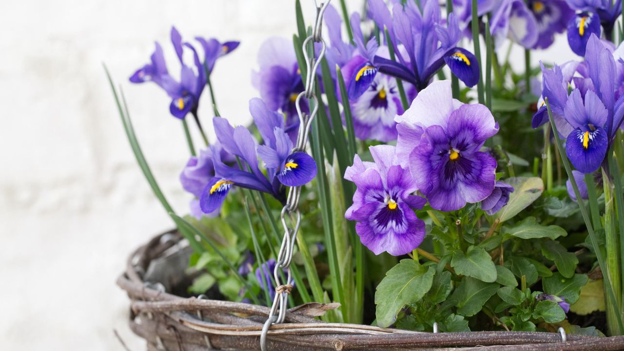 Viola &#039;Panola Marina&#039; and Iris reticulata winter flowers growing in a hanging basket