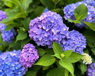 primo piano di Fiori viola-blu di ortensia bloomstruck con foglie verdi e nuovi bocci