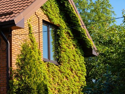 Boston Ivy Vines Growing Up The Side Of A Brick House