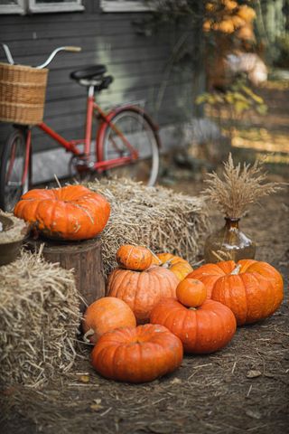 pumpkins and haybales in fall backyard