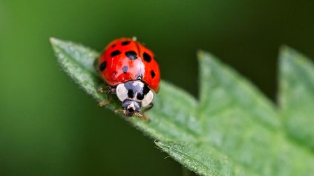 A ladybug on a leaf