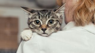 tabby cat looking over a womans shoulder into the camera