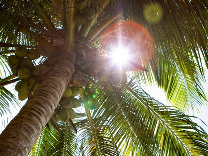 Diseased Coconut Palm Tree