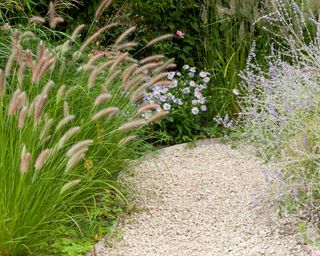 gravel path lined with Pennisetum, Aster, Russian sage