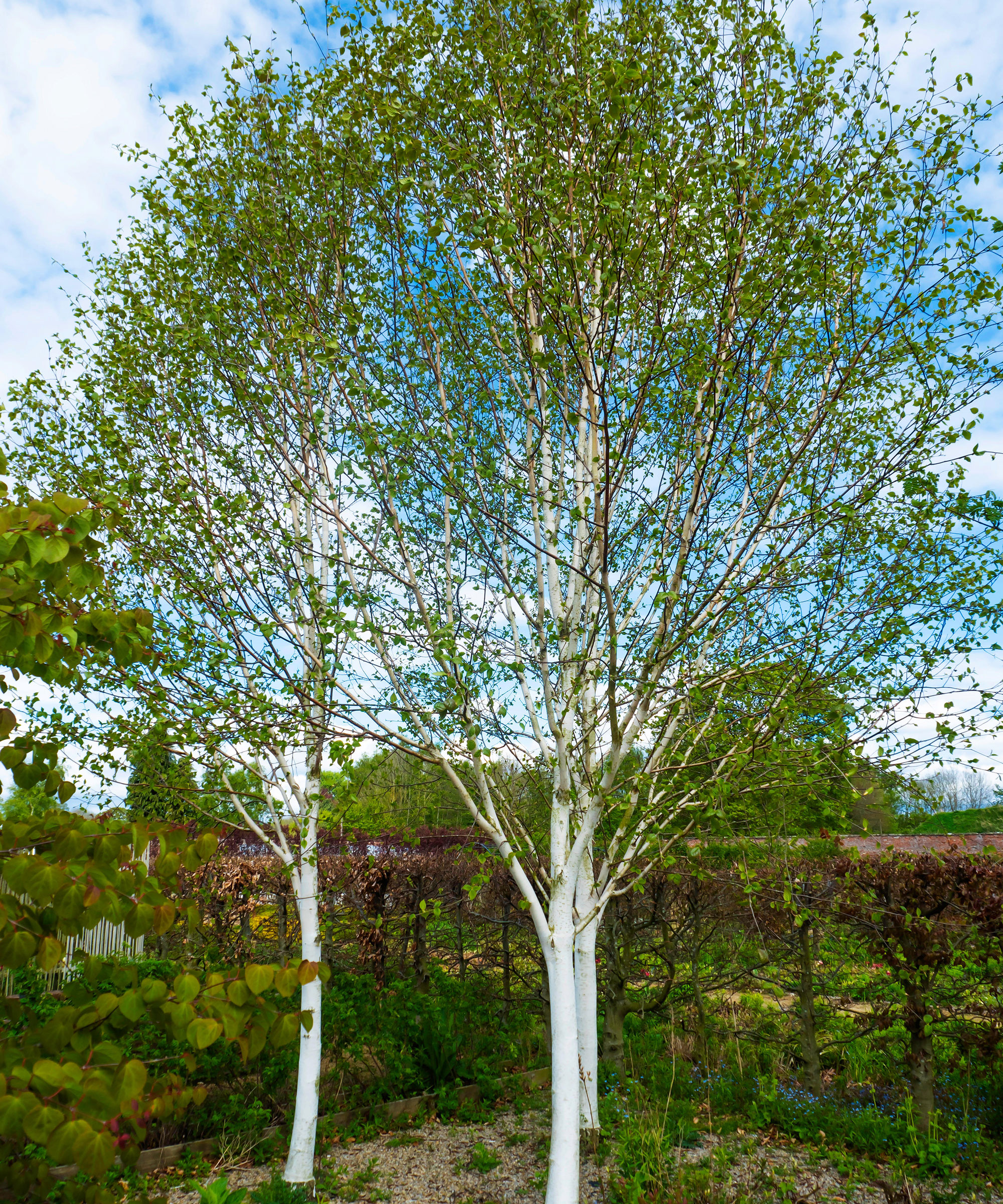 white bark of three Betula utilis jacquemontii trees in spring