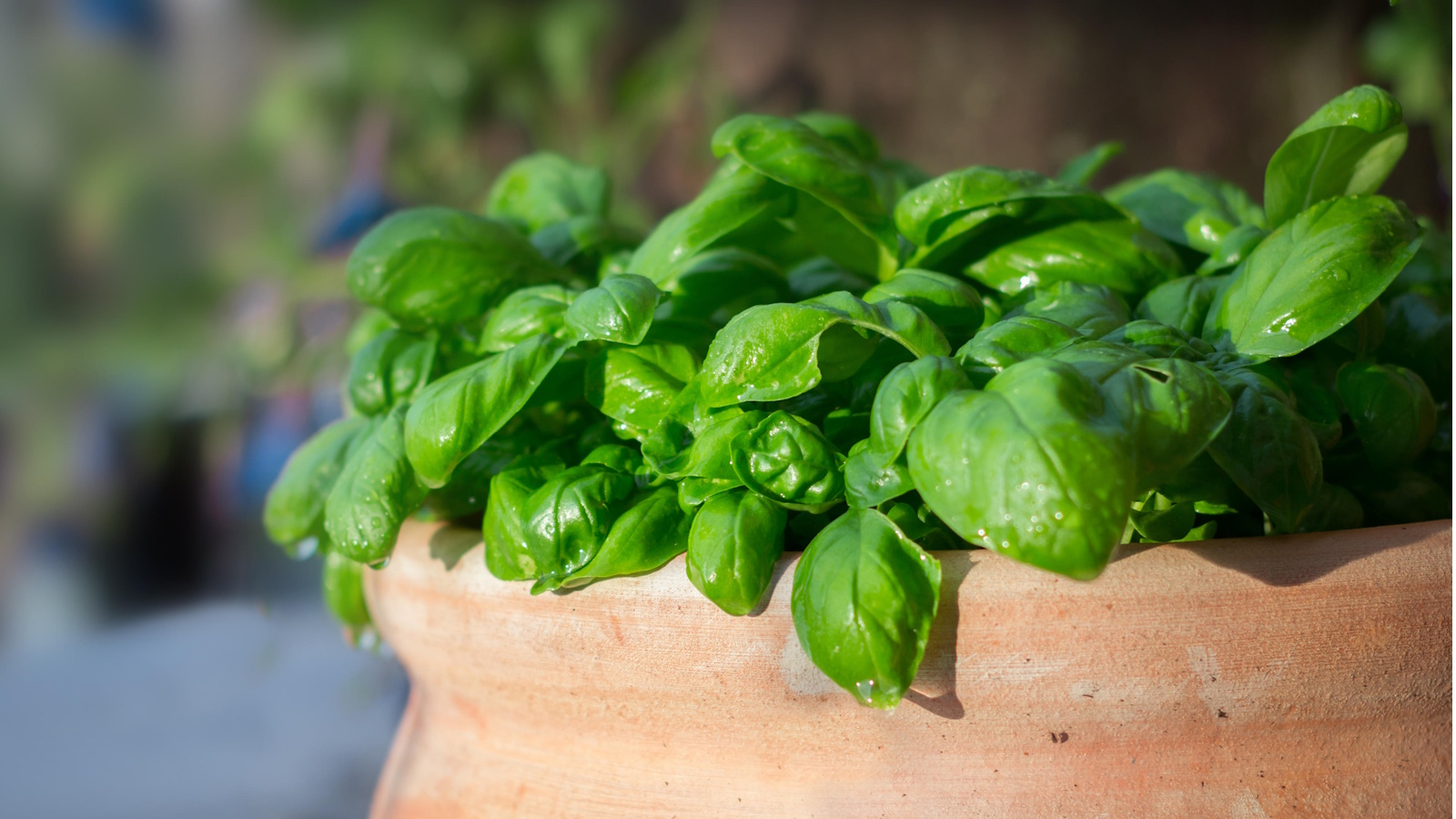 How to get basil to grow bigger and last longer
