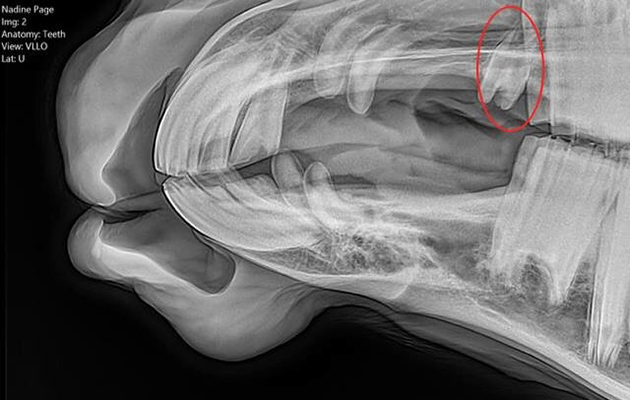 OCT 12 issue vet page - vet news and wolf teeth.