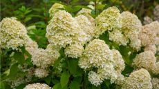 White smooth hydrangea
