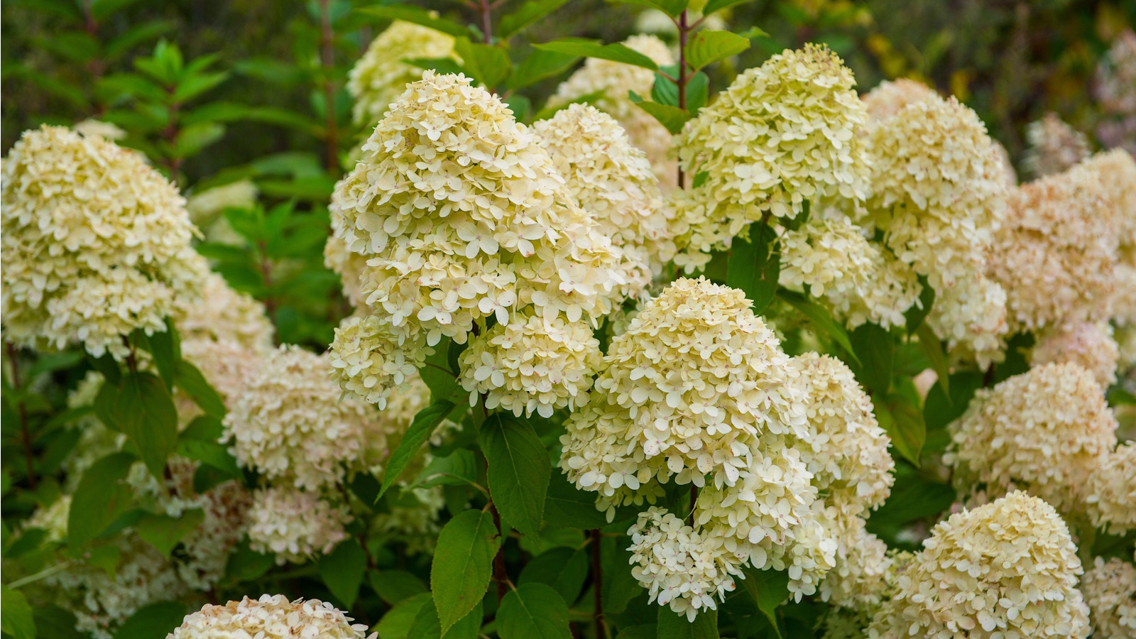 White smooth hydrangea