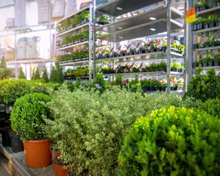 plants and shrubs being sold in store