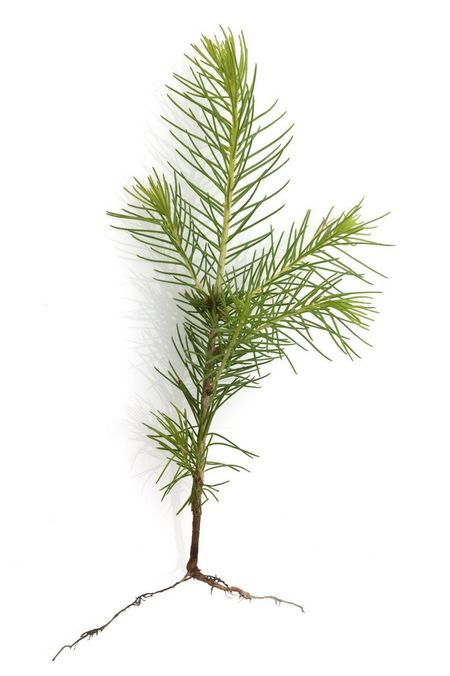 spruce seedling