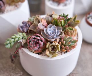 mixed succulents in a dish