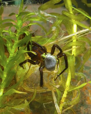 diving bell spider