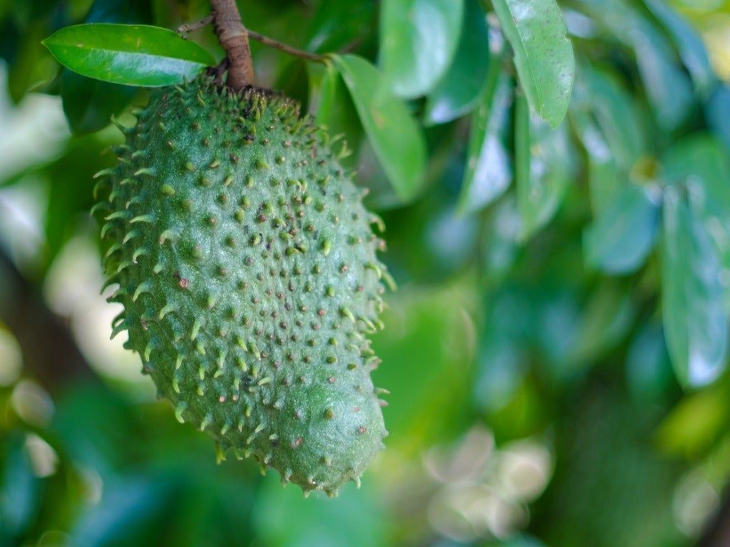 Soursop Fruit On A Tree