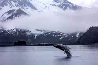 Humpback Whale jumping out of the water in Alaska's Kenai Fjords