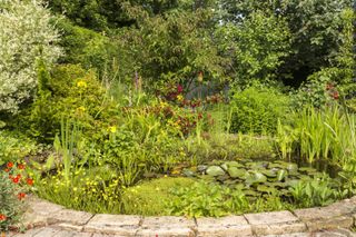 pretty garden pond filled with the best pond plants