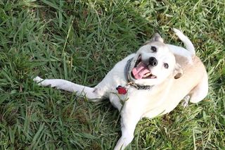 Buddy the dog playing