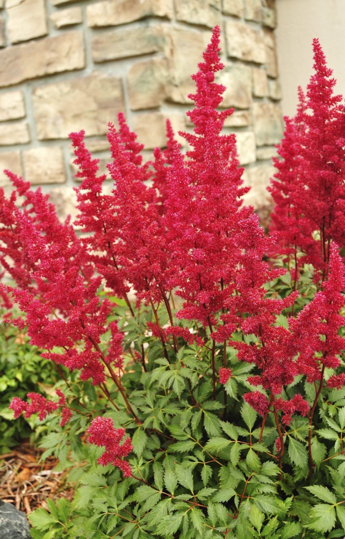 Red Astilbe Plants