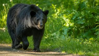 Black bear walking along trail, Minnesota