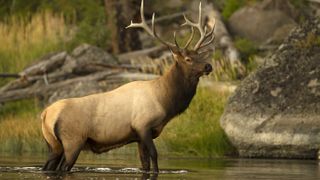 Bull elk standing in river
