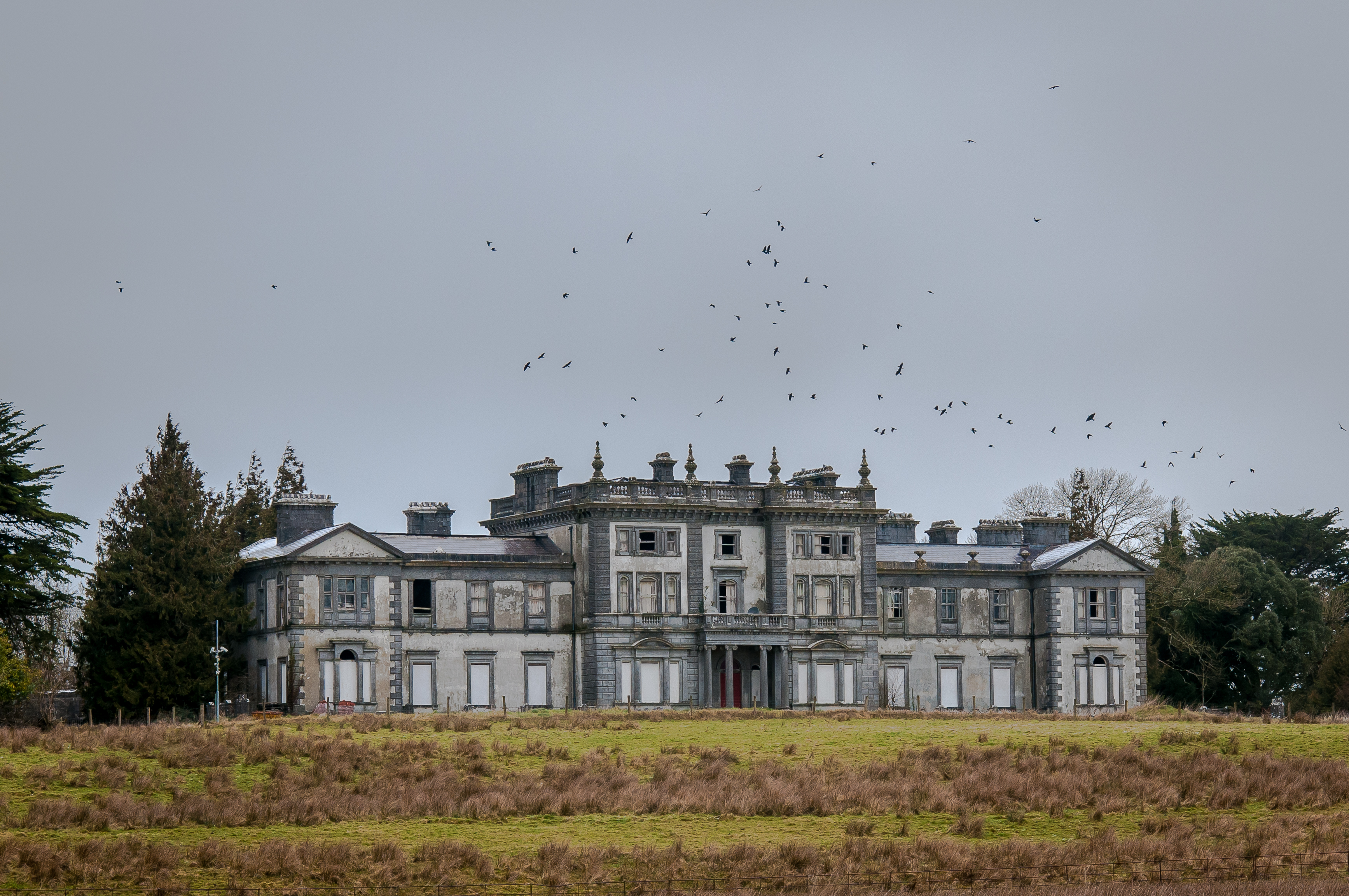 Dilapidated Woodlawn House in Ireland surrounded by a flock of black birds
