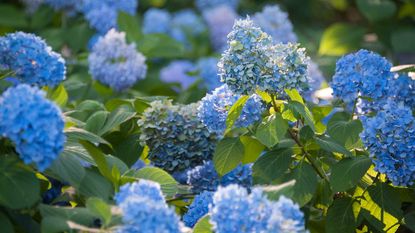 blue hydrangeas