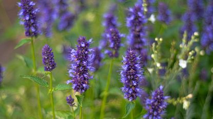 purple hyssop flowers with blurred background 