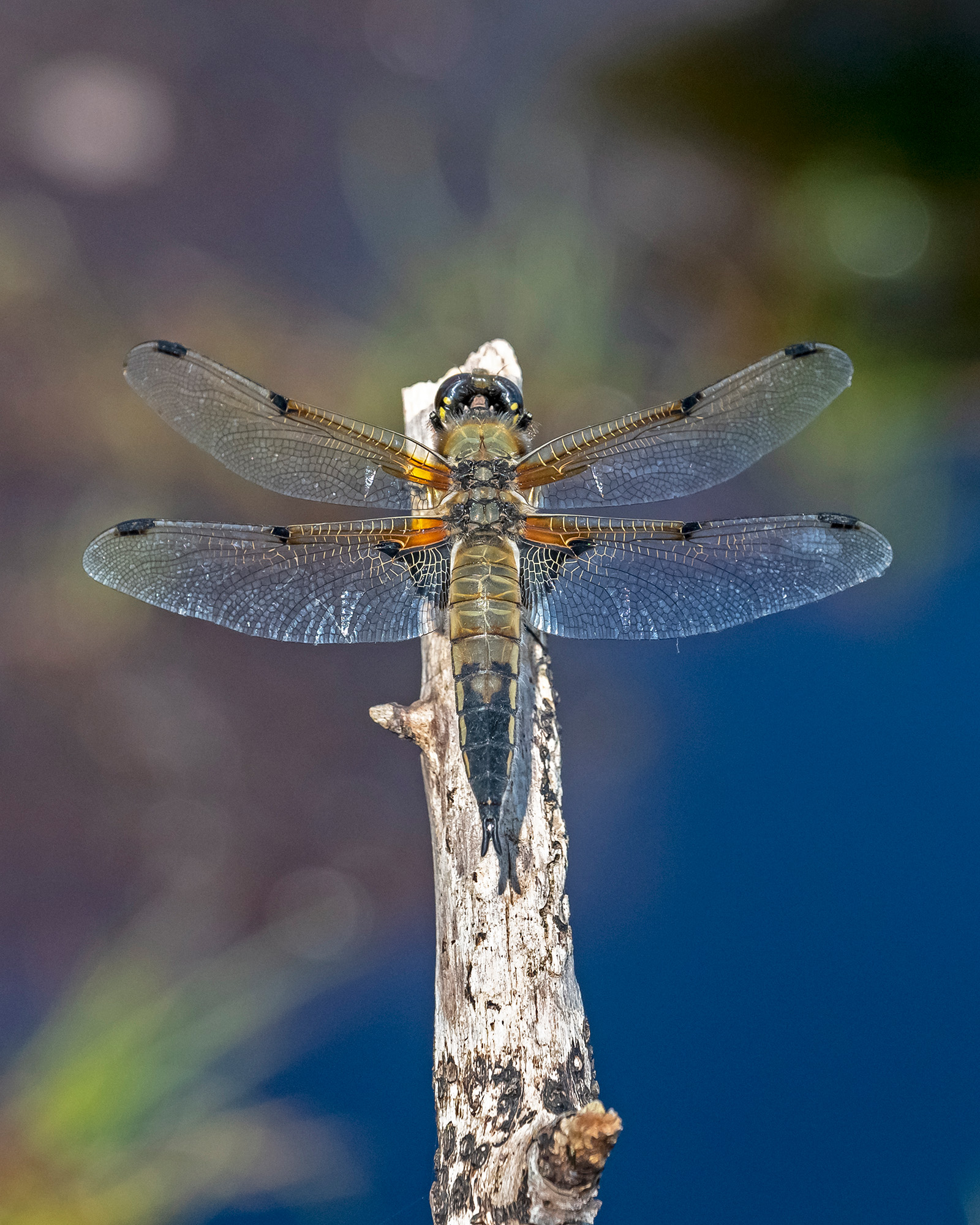 Macro close-up photograph by Nigel A Ball showing a dragonfly perched on a twig against a blue background