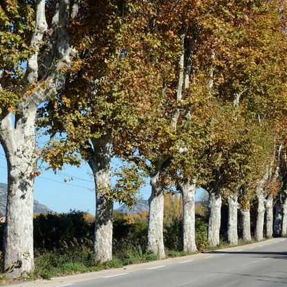 row of plane trees next to a road 