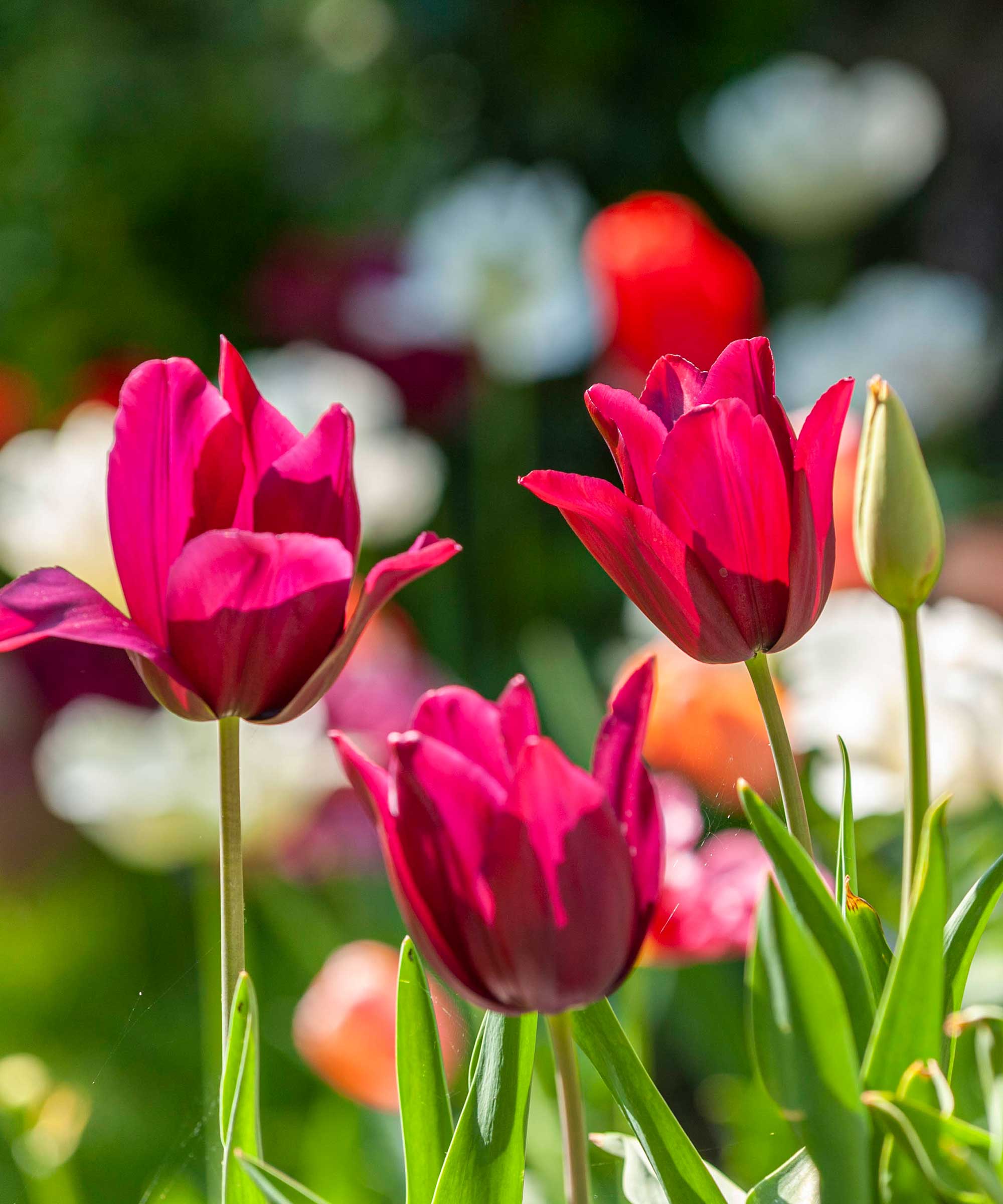 What to do with tulips after they bloom how to store bulbs