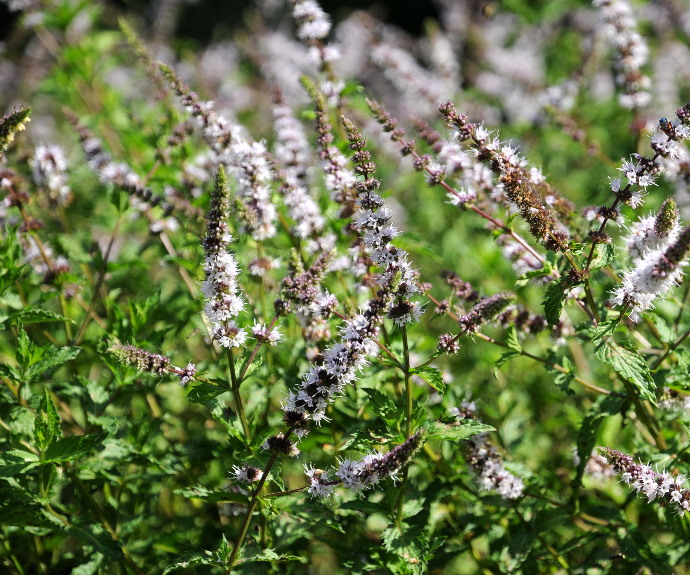 Spearmint flowers