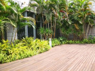 palm tree in courtyard