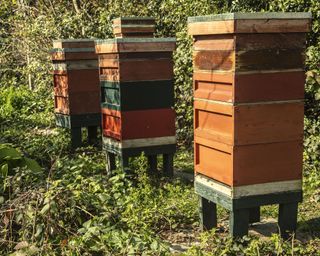beehives in Buckingham Palace gardens