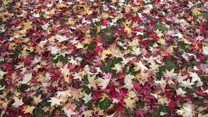 fallen leaves in autumn covering a lawn