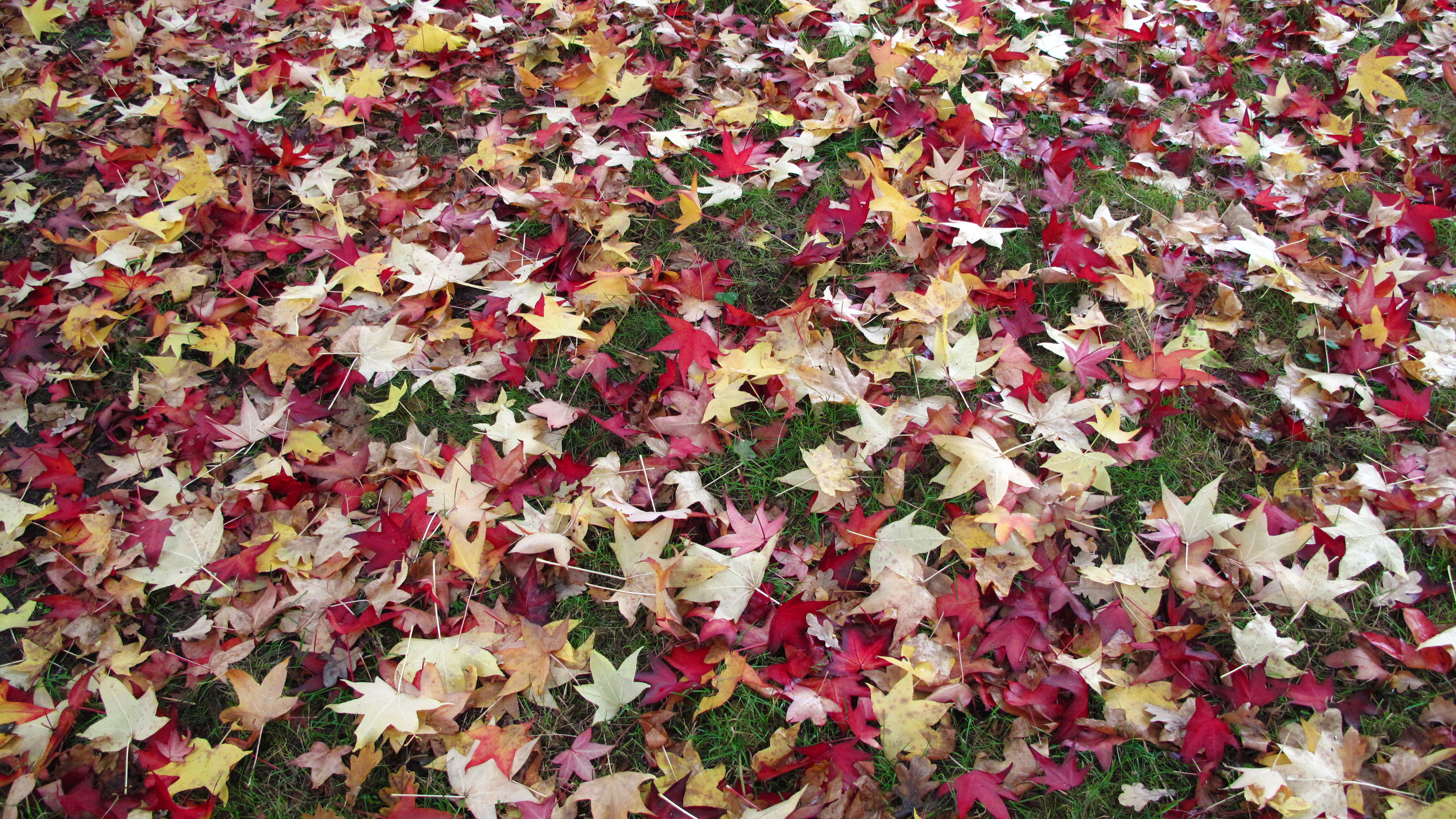 Why You Shouldn't Rake Your Leaves This Fall