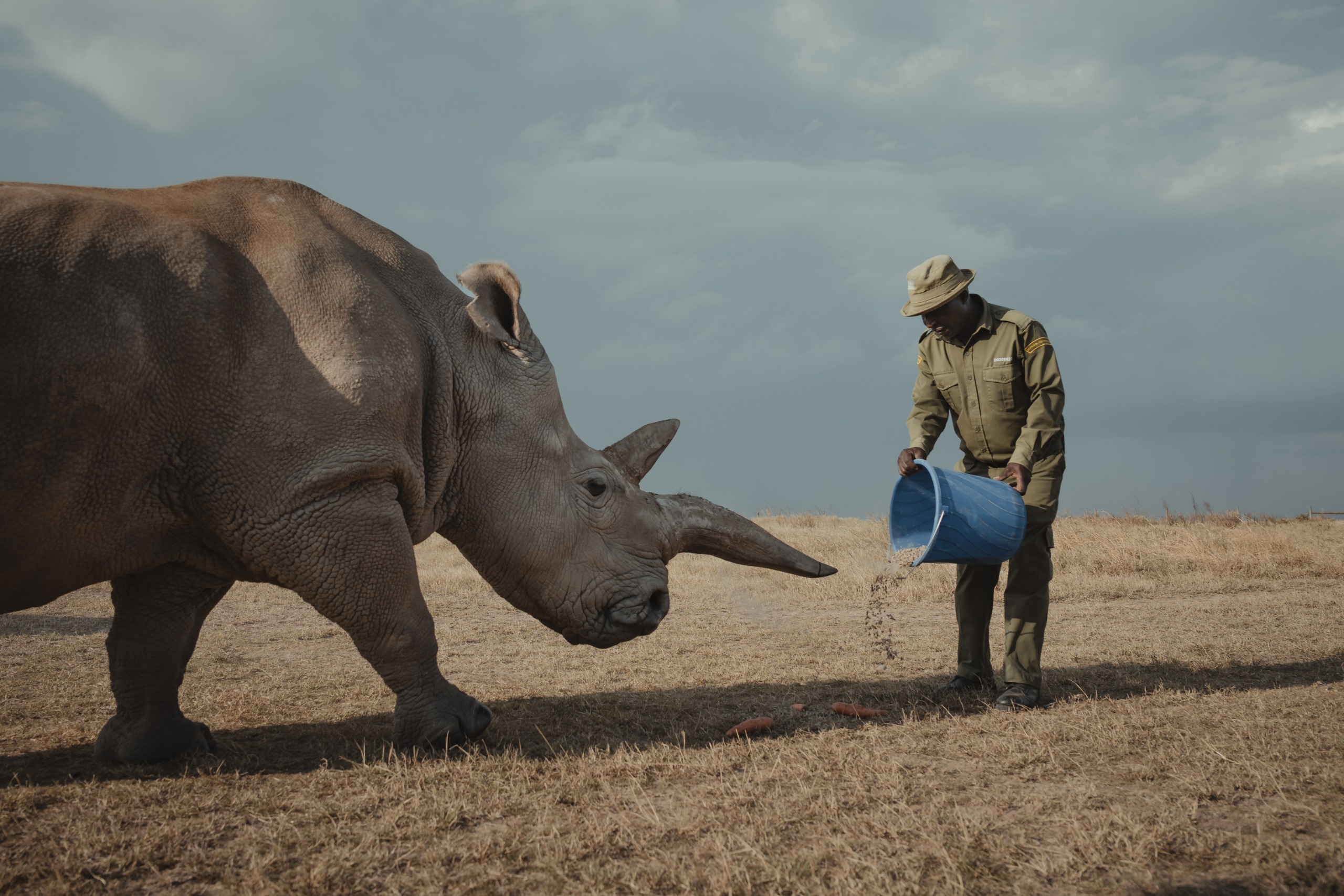 Ranger pouring feed from a blue bucket for an approaching rhino